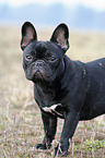 standing French Bulldog