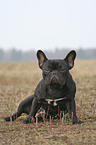 sitting French Bulldog