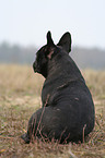 sitting French Bulldog