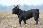 standing French Bulldog