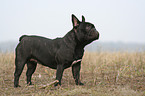 standing French Bulldog