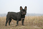 standing French Bulldog