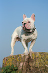 standing french bulldog