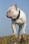 standing french bulldog