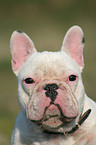 french bulldog portrait