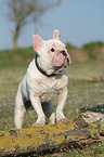 standing french bulldog