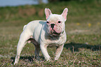 standing french bulldog