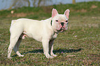 standing french bulldog