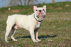 standing french bulldog