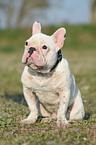 sitting french bulldog