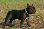 standing french bulldog