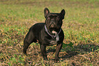 standing french bulldog