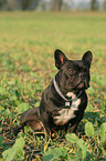 sitting french bulldog