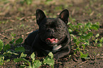 lying french bulldog