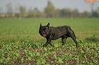 walking french bulldog