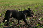 walking french bulldog