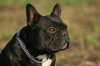 french bulldog Portrait