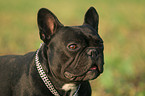 french bulldog Portrait