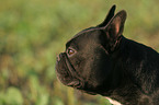 french bulldog Portrait