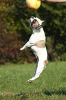 jumping french bulldog