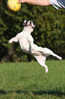 jumping french bulldog