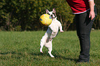 jumping french bulldog