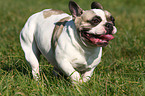 running french bulldog