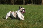 running french bulldog