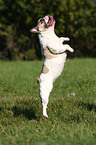 jumping french bulldog