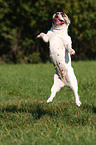 jumping french bulldog