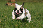 running french bulldog