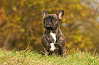 sitting french bulldog