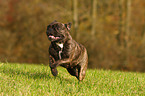 running french bulldog