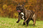 running french bulldog