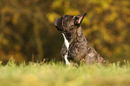 sitting french bulldog