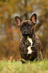 sitting french bulldog