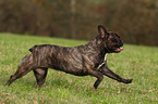 running french bulldog