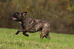 running french bulldog