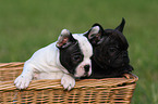 Franzsische Bulldogge puppy