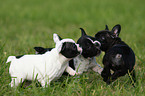 Franzsische Bulldogge puppy