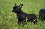 Franzsische Bulldogge puppy