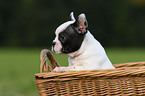 Franzsische Bulldogge puppy