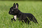 Franzsische Bulldogge puppy