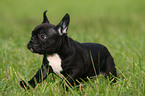 Franzsische Bulldogge puppy