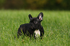 Franzsische Bulldogge puppy