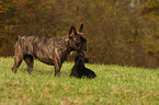 Franzsische Bulldogge puppy