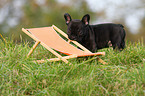 Franzsische Bulldogge puppy