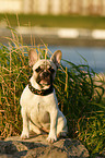 sitting French Bully