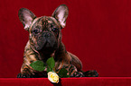 lying French Bulldog