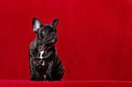 young french bulldog